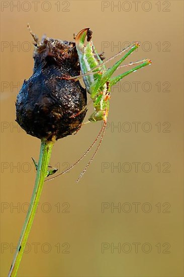 Striped Timor Grasshopper