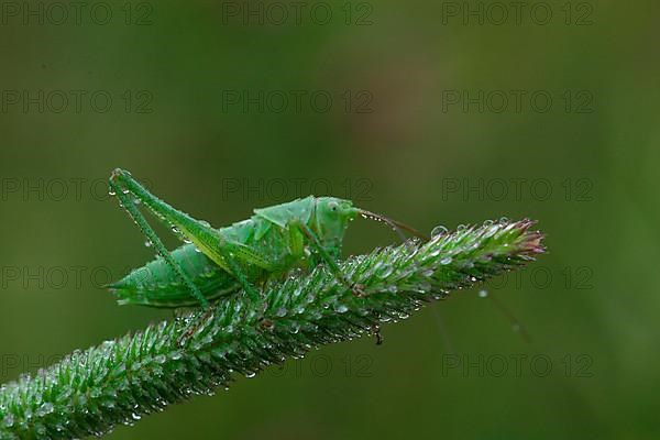 Striped Timor Grasshopper