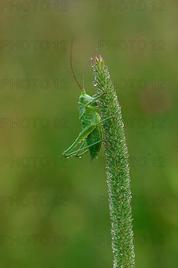 Striped Timor Grasshopper