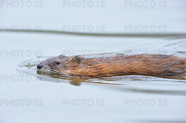 Muskrat