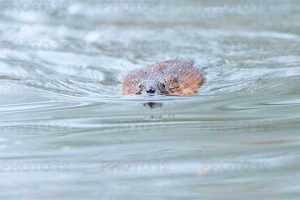 Muskrat