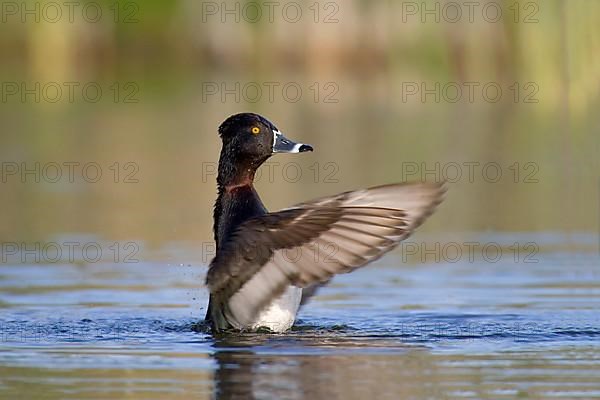 Ring-necked Duck