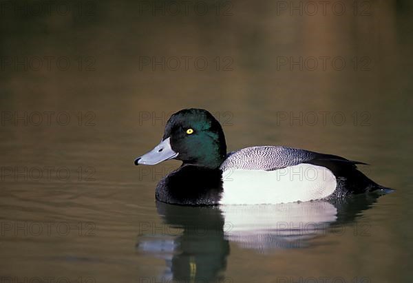 Scaup