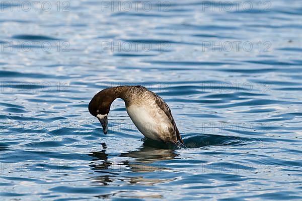 Greater greater scaup