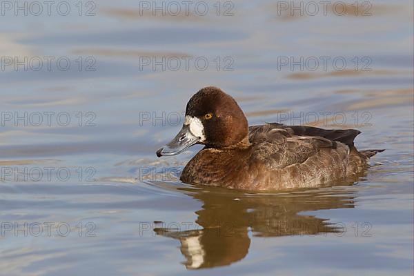 Greater Scaup