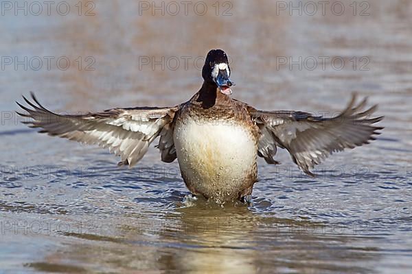 Greater Scaup