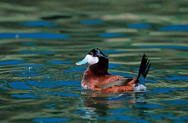 Ruddy duck