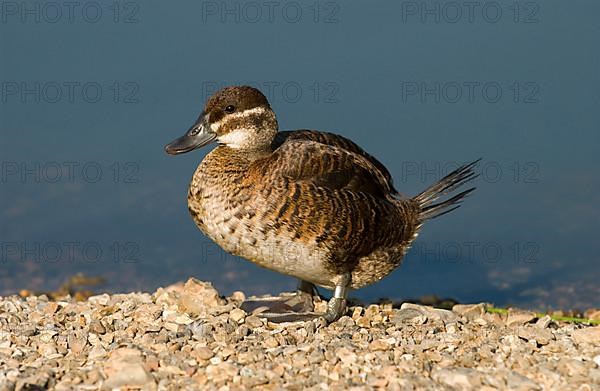 Ruddy duck