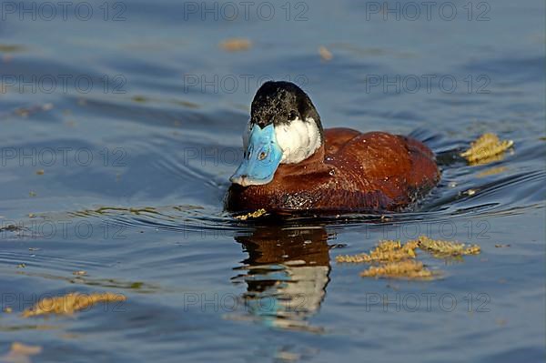 Ruddy Duck