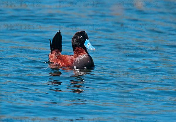 Black-headed Duck