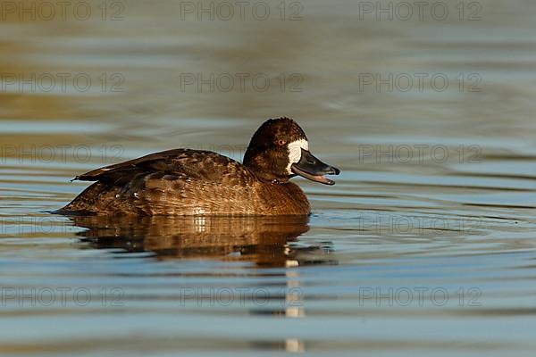 Violet Duck