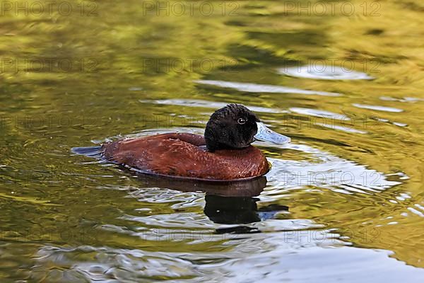 Argentine Duck