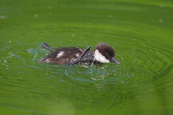 Smew