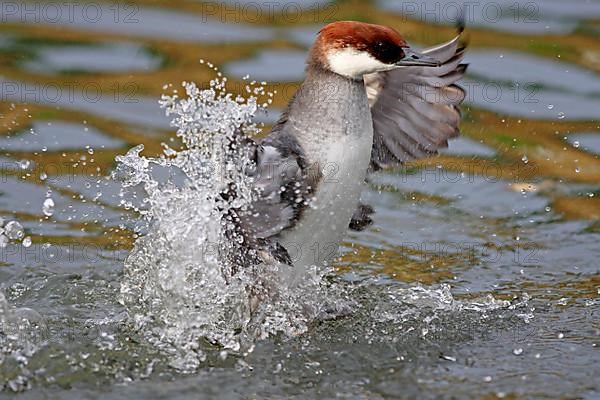 Smew