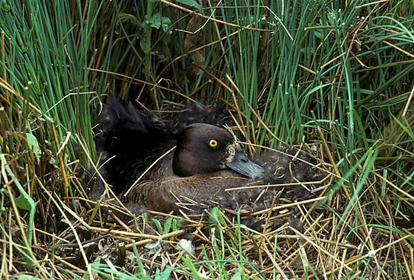 Tufted ducks