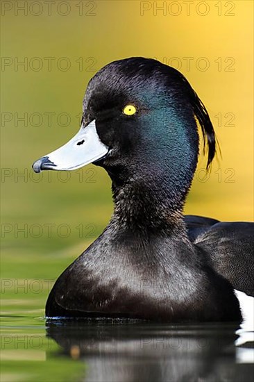 Tufted duck