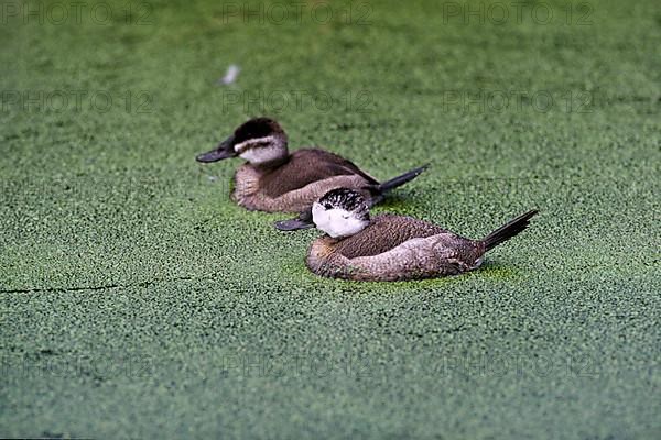 White-headed ducks