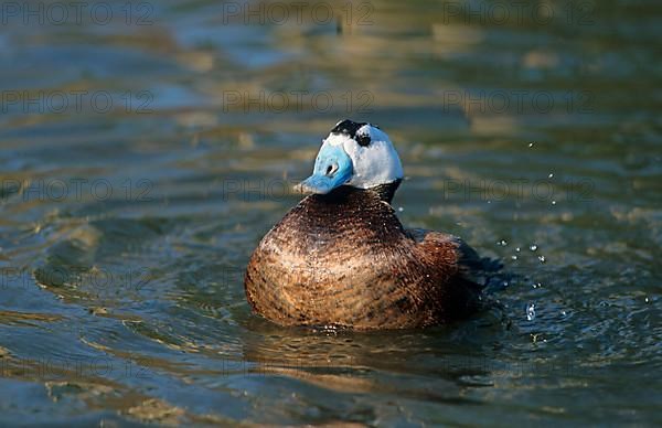 White-headed ducks