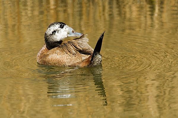 White-headed ducks