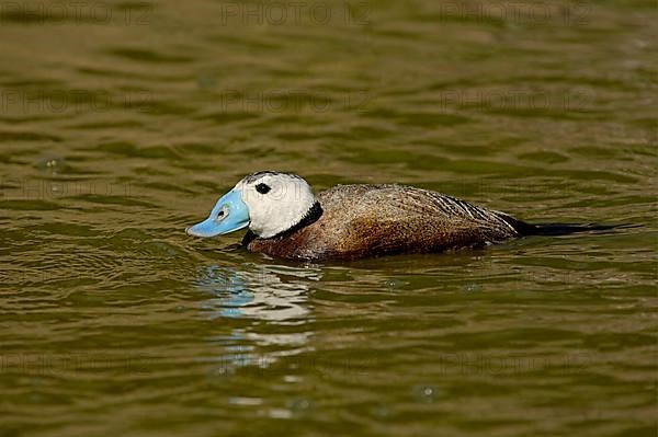 White-headed ducks