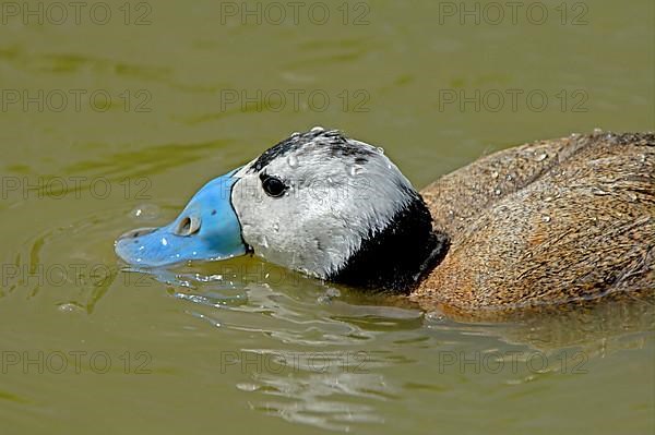 White-headed ducks