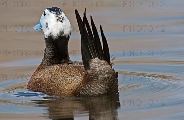 White-headed ducks