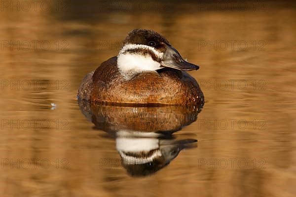 White-headed ducks