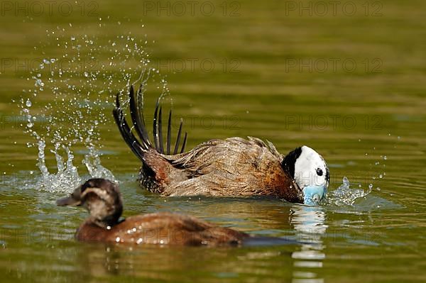 White-headed ducks