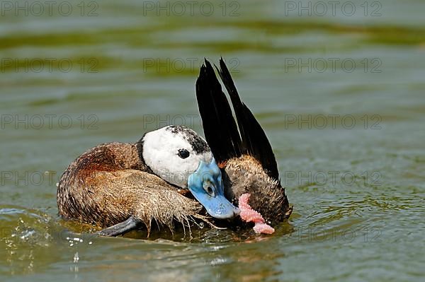 White-headed ducks