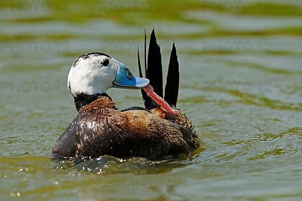 White-headed ducks