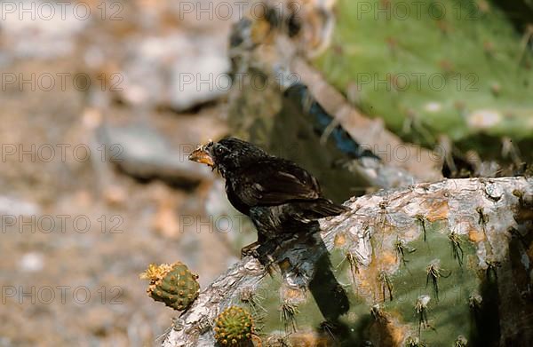 Ground Finch