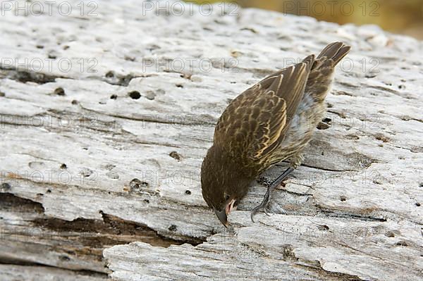 Ground Finch