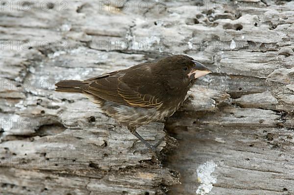 Ground Finch