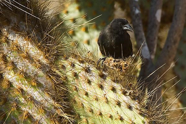 Common cactus finch