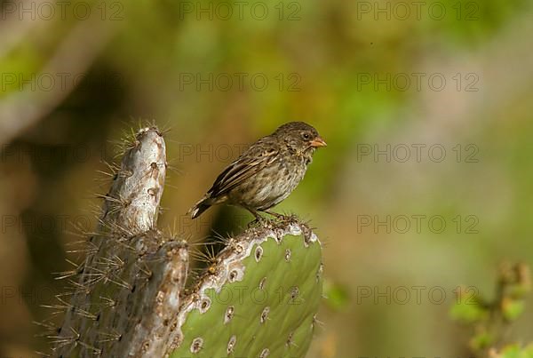 Small Ground Finch