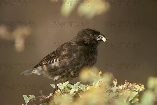 Small Ground Finch