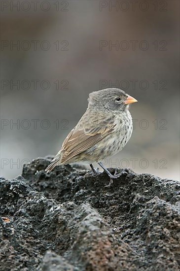 Small Ground-Finch