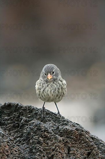 Small Ground-Finch