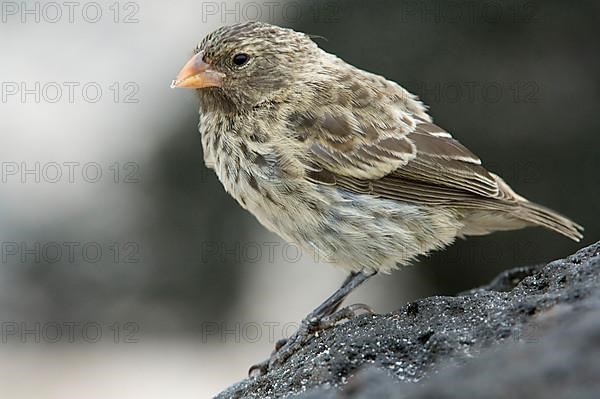 Small Ground-Finch