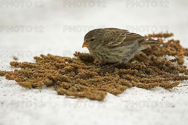 Small Ground Finch