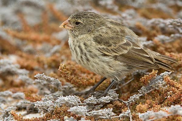 Small Ground Finch