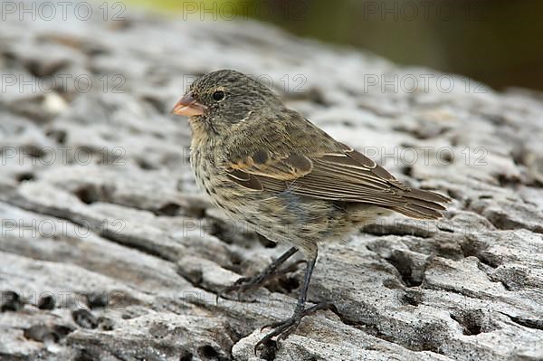 Small Ground Finch