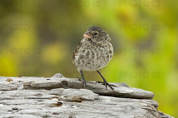 Small Ground-Finch