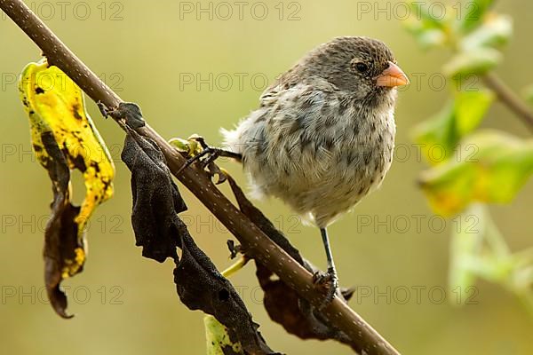 Small Ground Finch