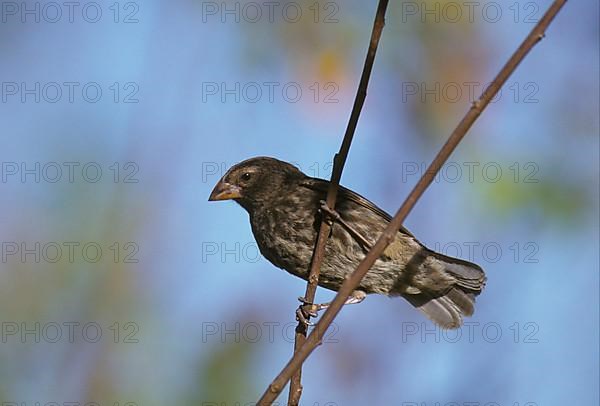 Medium Ground Finch