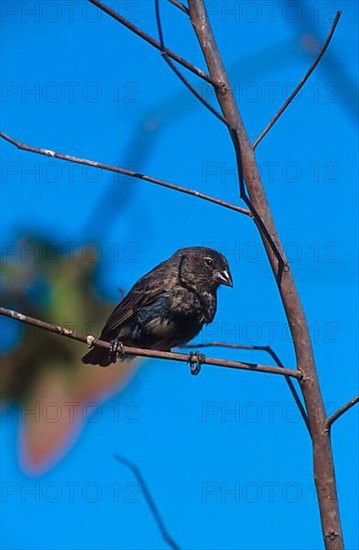 Medium Ground Finch