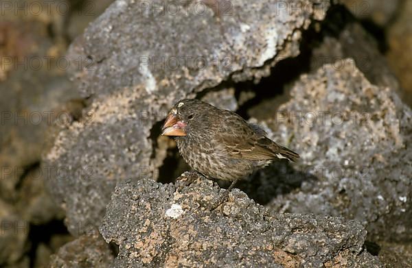 Large ground finch