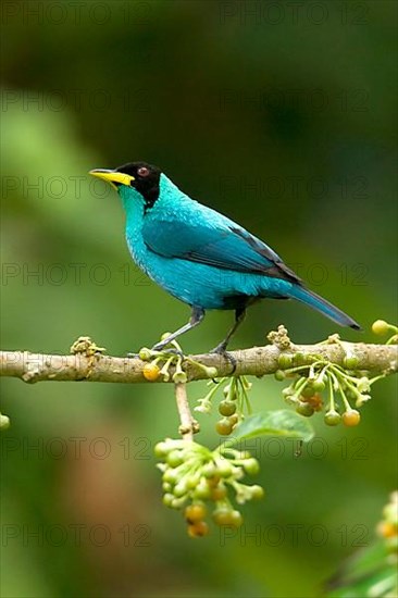 Green Honeycreeper