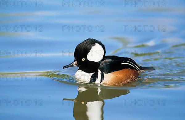 Hooded merganser