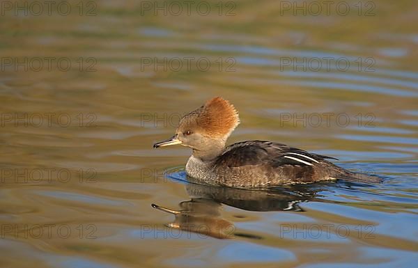 Hooded merganser